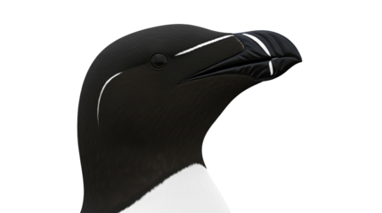 Razorbill Head CloseUp Black Feathers White Markings Distinctive Beak Detail