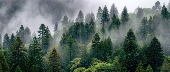 Misty forest landscape with dense evergreen trees