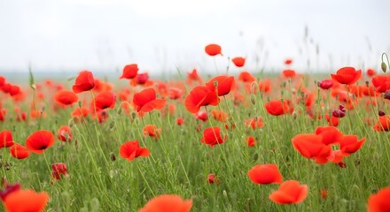 Obraz premium A field of vibrant red poppies in full bloom, swaying gently in the breeze under a soft, overcast sky, creating a picturesque natural landscape