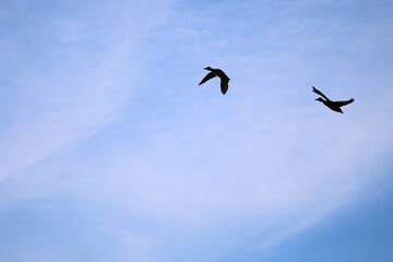Silhouette Of Two Ducks (Possibly Mallards) Flying Together In A Pale Blue Sky With Wispy Clouds. Concept Of Freedom And Migration.