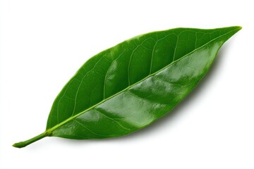 Fototapeta premium Glossy green leaf with veins, isolated on white, showing detail and shadow