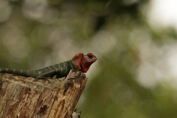 Common Green Forest Lizard, Sri Lanka 