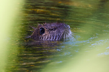 Close-up of a nutria swimming in shallow water with its head peeking above the surface