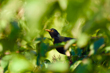 Common blackbird (Turdus merula) peeking out from behind lush green foliage