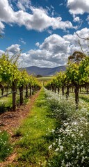 Obraz premium Vineyard path under a partly cloudy sky