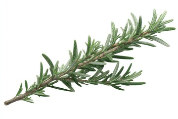 Aromatic herb sprig