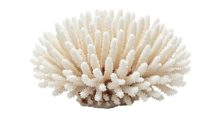Isolated White Coral