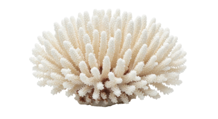 Isolated White Coral