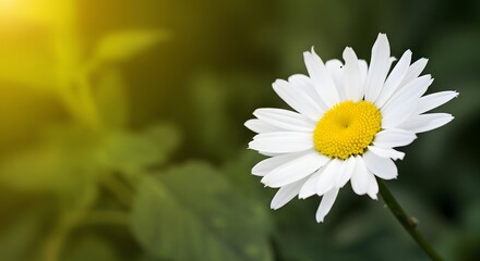 Obraz premium A single white daisy with a yellow center blooms in a garden, bathed in warm sunlight, with soft green foliage in the background