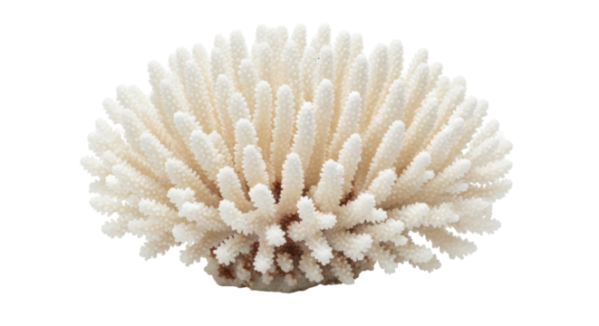 Isolated White Coral