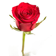 Fototapeta premium Vibrant red rose bloom isolated on a transparent background petals stem