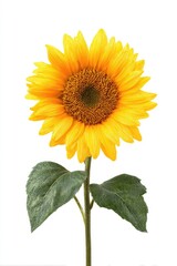 Obraz premium Bright yellow sunflower with green leaves against a white background