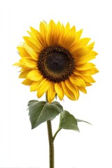 Obraz premium Single sunflower, bright yellow petals, dark brown disc center, green leaves, isolated on white