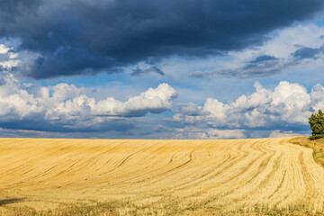 Fototapeta premium Golden wheat field meeting dramatic clouds in Provence, France