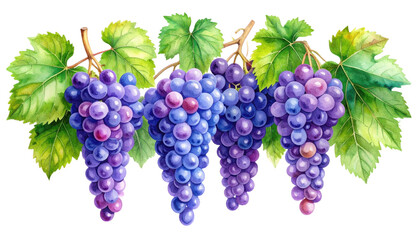 Fototapeta premium Watercolor grapes juicy fruit cluster hand painted illustration