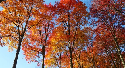 Fototapeta premium Autumn foliage trees vivid colors