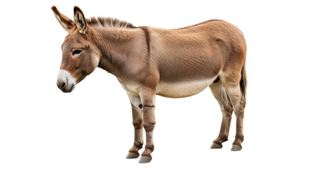 Fototapeta premium Isolated Brown Donkey