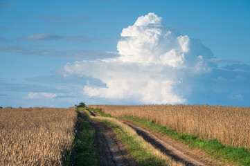 polna droga na polu ze zbożem i chmurami