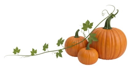 Isolated Pumpkins with Vines
