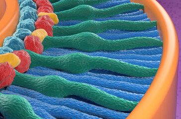 Retina photoreceptor (cone and rod cells) – closeup view 3d illustration