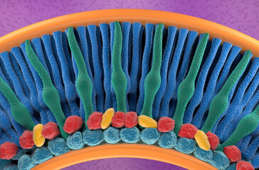 Retina photoreceptor (cone and rod cells) – isometric view 3d illustration