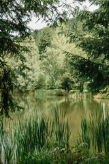 Serene Lakeside Scene with Lush Greenery and Forest Backdrop 