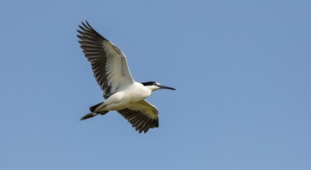 Obraz premium Bird in flight against clear sky
