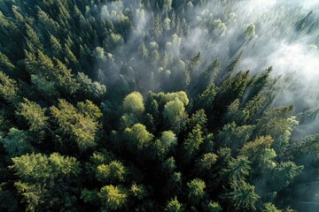 High-angle view of dense forest shrouded in mist
