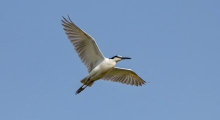 Fototapeta premium Bird in flight against sky