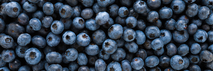 Blueberries background. Fresh berries. Wide banner. Closeup. Top down view.