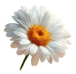 Close-up of a single white daisy with a bright yellow center