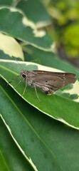 moth on leaf