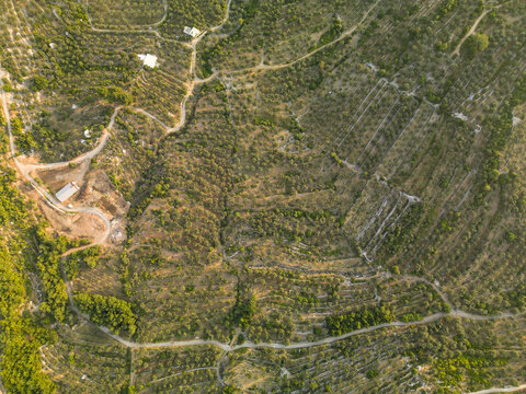 Aerial view of terraced hillsides patched with olive groves and winding paths create a textured tapestry under the golden light, Douma, North Governorate, Lebanon.