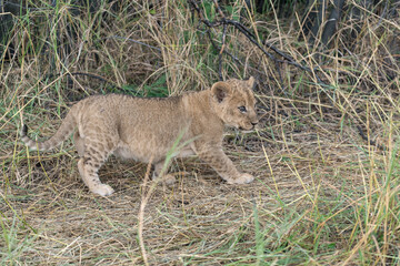 In the heart of Khwai, Botswana, a lion cub plays gently with its mother in 2025 – a touching moment of affection, playfulness, and the wild bonds of Africa - Animal of africa