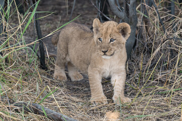 In the heart of Khwai, Botswana, a lion cub plays gently with its mother in 2025 – a touching moment of affection, playfulness, and the wild bonds of Africa - Animal of africa