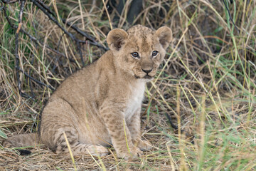 In the heart of Khwai, Botswana, a lion cub plays gently with its mother in 2025 – a touching moment of affection, playfulness, and the wild bonds of Africa - Animal of africa