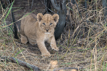 In the heart of Khwai, Botswana, a lion cub plays gently with its mother in 2025 – a touching moment of affection, playfulness, and the wild bonds of Africa - Animal of africa