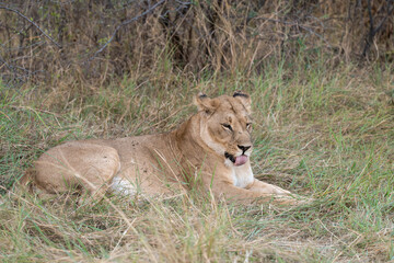 In the heart of Khwai, Botswana, a lion cub plays gently with its mother in 2025 – a touching moment of affection, playfulness, and the wild bonds of Africa - Animal of africa