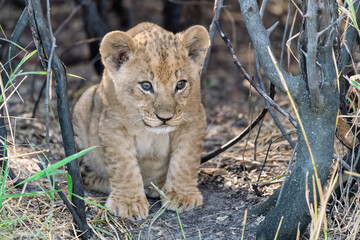 In the heart of Khwai, Botswana, a lion cub plays gently with its mother in 2025 – a touching moment of affection, playfulness, and the wild bonds of Africa - Animal of africa
