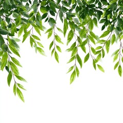 Obraz premium Lush green leaves cascading downwards against a white background