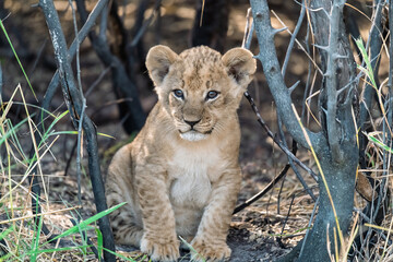 In the heart of Khwai, Botswana, a lion cub plays gently with its mother in 2025 – a touching moment of affection, playfulness, and the wild bonds of Africa - Animal of africa