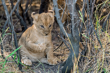 In the heart of Khwai, Botswana, a lion cub plays gently with its mother in 2025 – a touching moment of affection, playfulness, and the wild bonds of Africa - Animal of africa