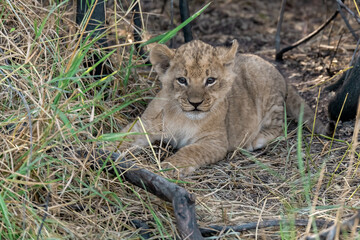 In the heart of Khwai, Botswana, a lion cub plays gently with its mother in 2025 – a touching moment of affection, playfulness, and the wild bonds of Africa - Animal of africa