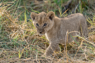In the heart of Khwai, Botswana, a lion cub plays gently with its mother in 2025 – a touching moment of affection, playfulness, and the wild bonds of Africa - Animal of africa