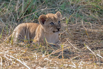 In the heart of Khwai, Botswana, a lion cub plays gently with its mother in 2025 – a touching moment of affection, playfulness, and the wild bonds of Africa - Animal of africa