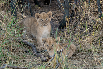 In the heart of Khwai, Botswana, a lion cub plays gently with its mother in 2025 – a touching moment of affection, playfulness, and the wild bonds of Africa - Animal of africa