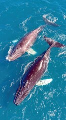 Fototapeta premium Humpback whales surface, gliding together in clear turquoise water