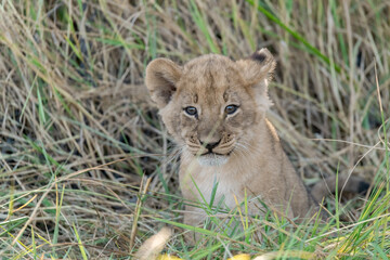 In the heart of Khwai, Botswana, a lion cub plays gently with its mother in 2025 – a touching moment of affection, playfulness, and the wild bonds of Africa - Animal of africa