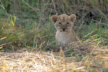 In the heart of Khwai, Botswana, a lion cub plays gently with its mother in 2025 – a touching moment of affection, playfulness, and the wild bonds of Africa - Animal of africa
