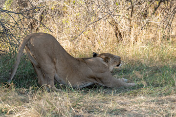 In the heart of Khwai, Botswana, a lion cub plays gently with its mother in 2025 – a touching moment of affection, playfulness, and the wild bonds of Africa - Animal of africa